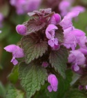 reddeadnettle_597423359