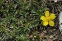 Rock rose