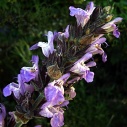 sage_526142679