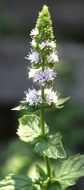 spearmint