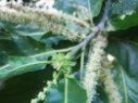 sweet chestnut