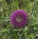 thistle_bull