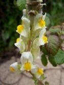 TOADFLAX FLOWER ESSENCE