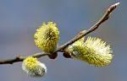 lunar willow flower remedy