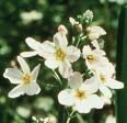 water violet