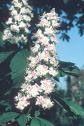 white chestnut