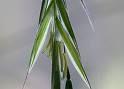 Wild oat