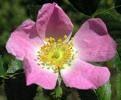 Wild rose